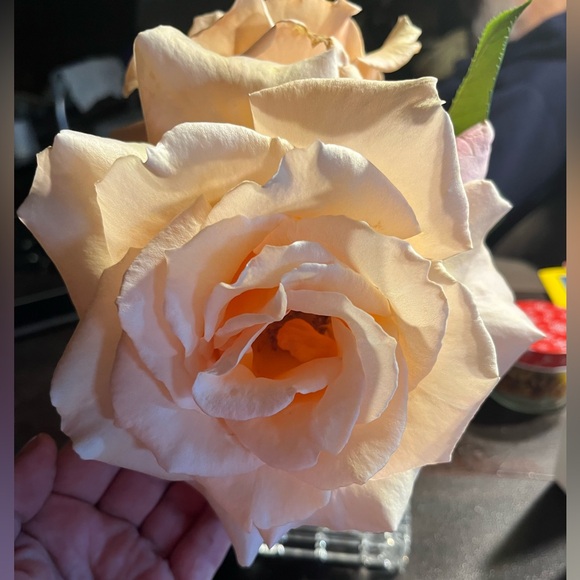 Meet your Posher, Jen - Picture 3 of 5